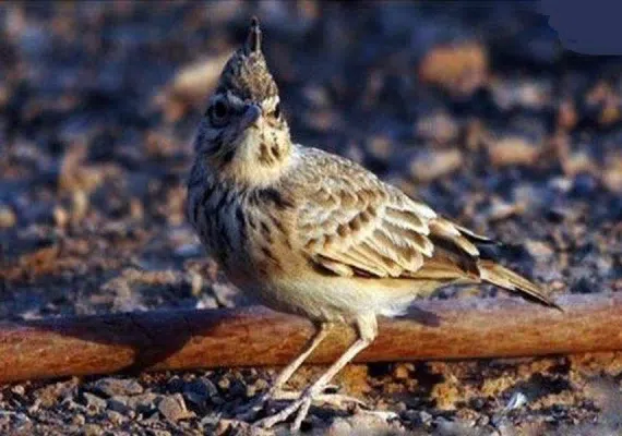 پناهگاه حیات وحش مهروئیه