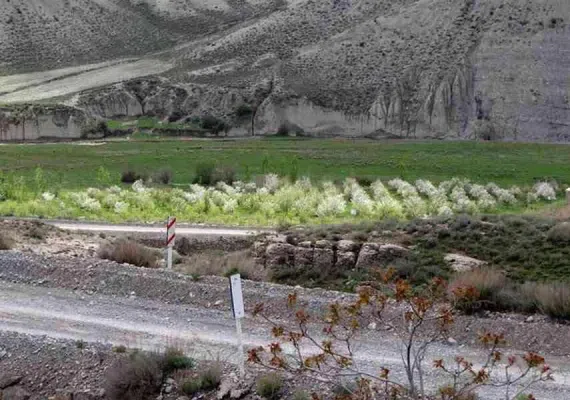 پلکان نادری