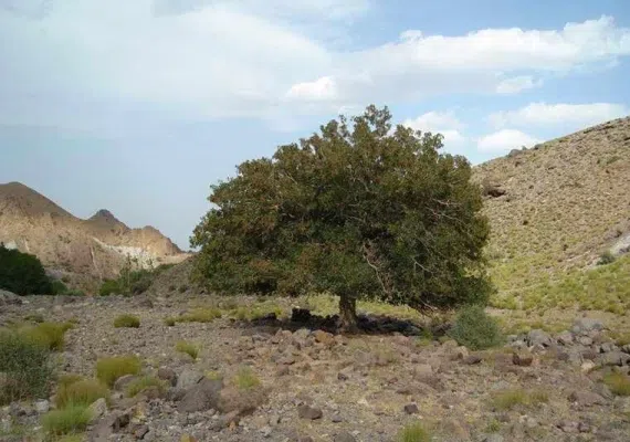 منطقه حفاظت شده کوه شیر