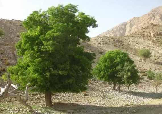 منطقه حفاظت شده کوه شیر