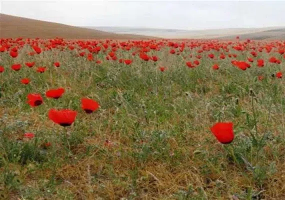 منطقه حفاظت شده جنگل خواجه