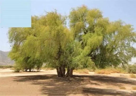 پناهگاه حیات وحش مهروئیه