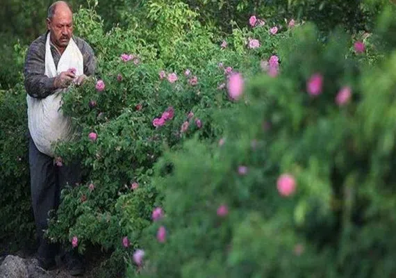 لاله زار کرمان کجاست