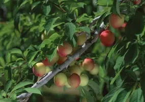 روستای سرند