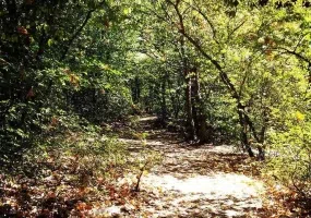 پارک جنگلی دلند