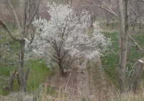 روستای خوشاب