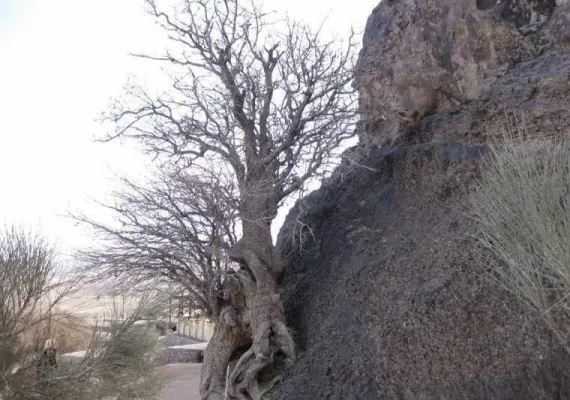 درخت کهنسال بنه بلنجیر