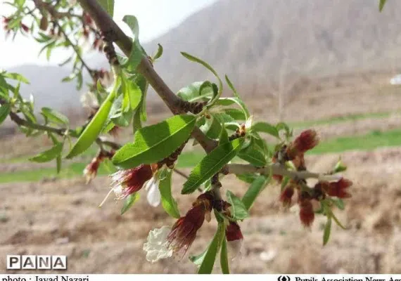 روستای استند جای دیدنی زیرکوه