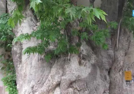 درخت کهنسال چنار روستای رزگ