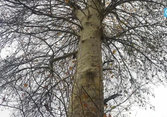 درخت کهنسال چنار روستای رزگ