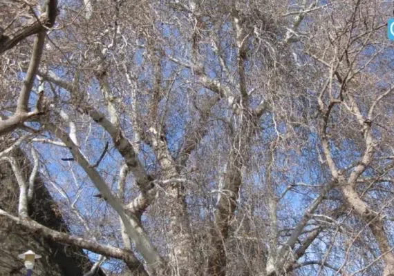 درخت کهنسال چنار روستای رزگ