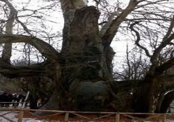درخت کهنسال چنار روستای رزگ