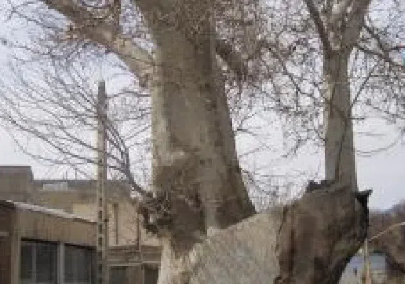 درخت کهنسال چنار روستای رزگ