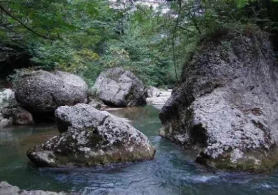 جنگل های نارنج بن