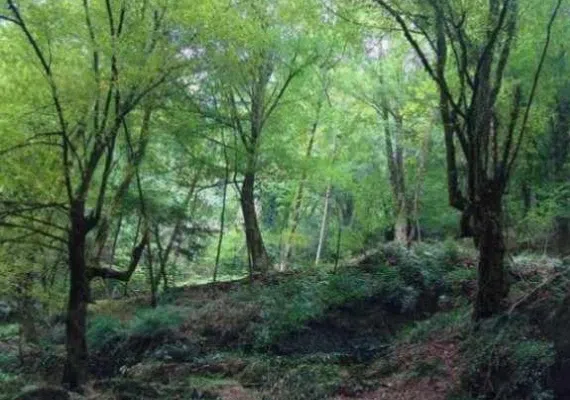 جنگل های نارنج بن