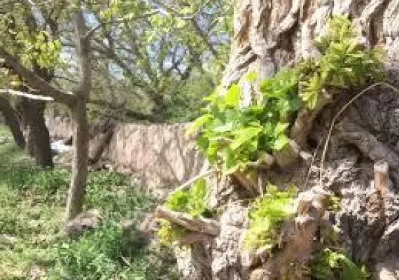 روستای نوفرست