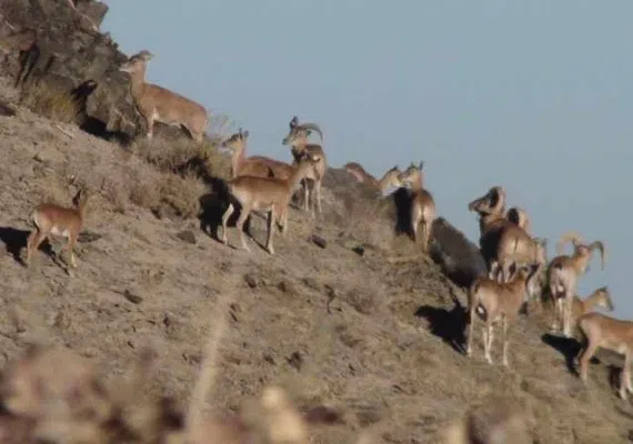 منطقه شكار ممنوع درح