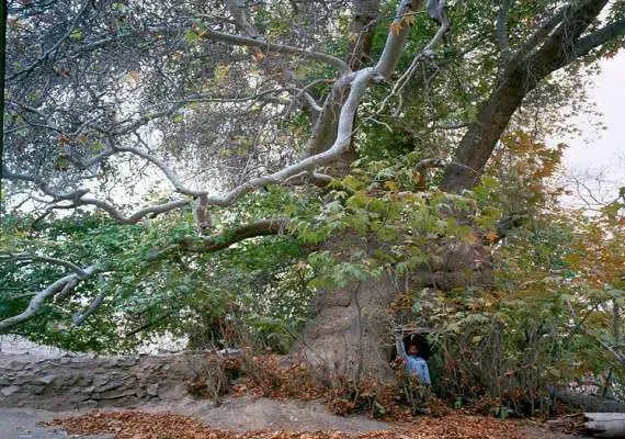 درخت کهنسال چنار روستای رزگ