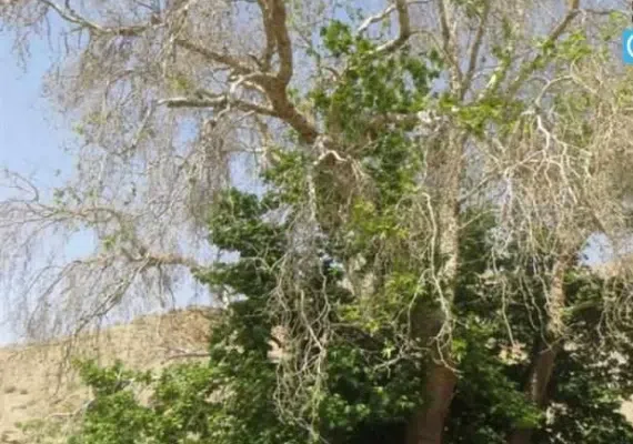 درخت کهنسال چنار روستای رزگ