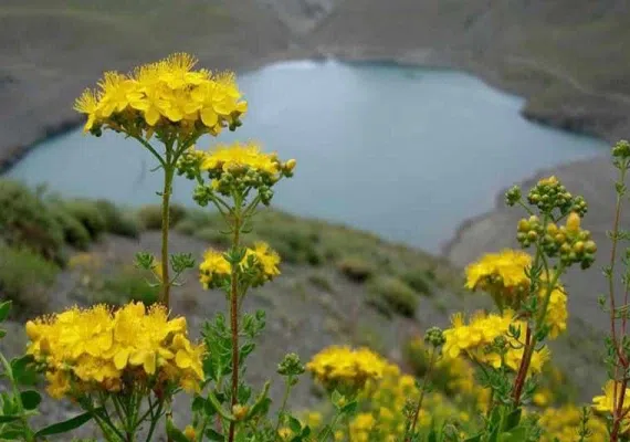 چشمه سبز گلمکان مشهد