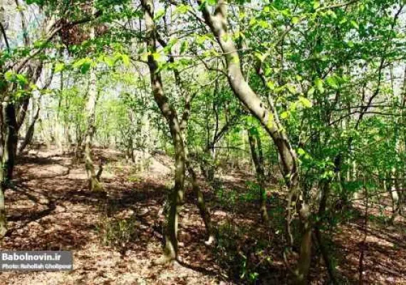 پارک جنگلی بزچفت بابل کجاست