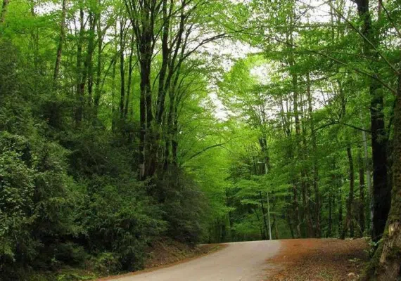 جنگل دیدنی دهستان لفور (لپور)