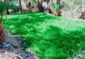 روستای تخت ملک نیک شهر