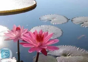 تالاب کیاکلایه لنگرود