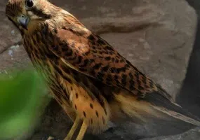 پارک جنگلی ناژوان اصفهان