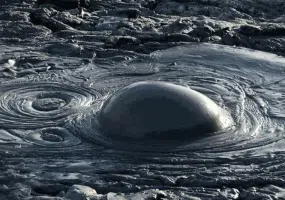 گل فشان پیرگل، گل هایی با خواص درمانی