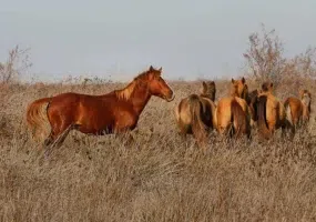 جزیره آشوارده، بزرگترین جزیره ایران