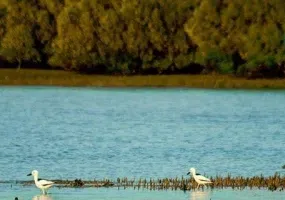 پارک ملی دریایی دیر-نخیلو، بهشت پرندگان و زیباترین پارک پرندگان در خاورمیانه