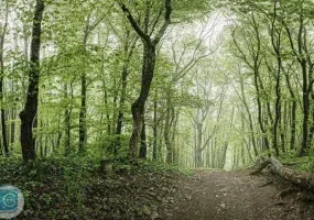 پارک جنگلی گیسوم