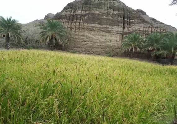 روستای تخت ملک نیک شهر