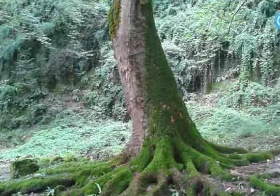 آبشار باران کوه