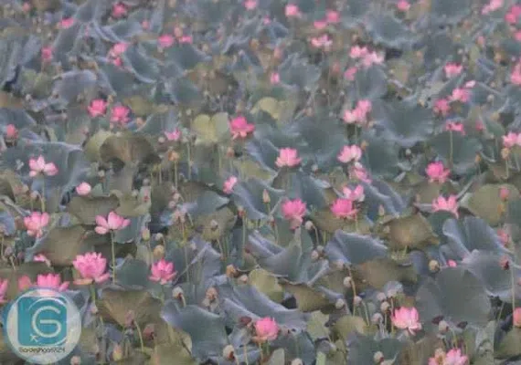 تالاب کیاکلایه لنگرود