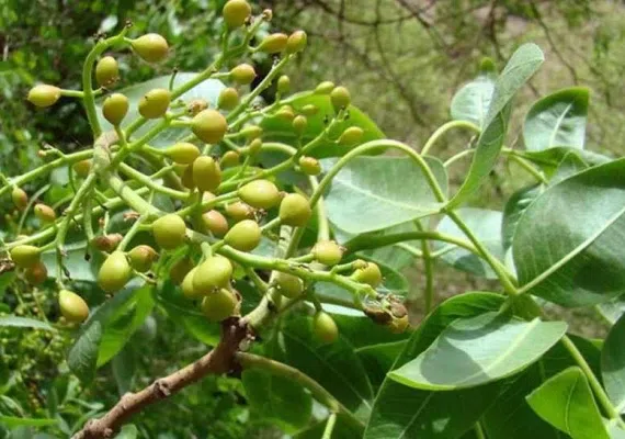 دره نی گاه لرستان، دره ای در زاگرس