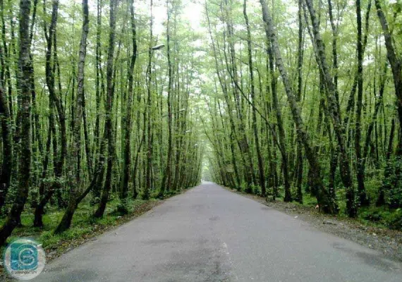 پارک جنگلی گیسوم