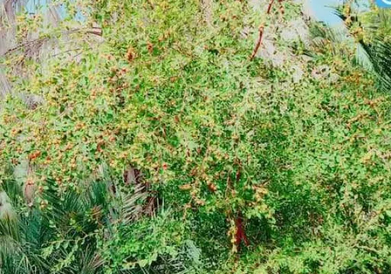 روستای تخت ملک نیک شهر