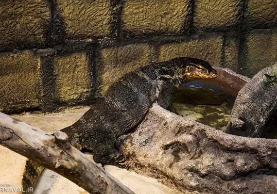 پارک جنگلی ناژوان اصفهان