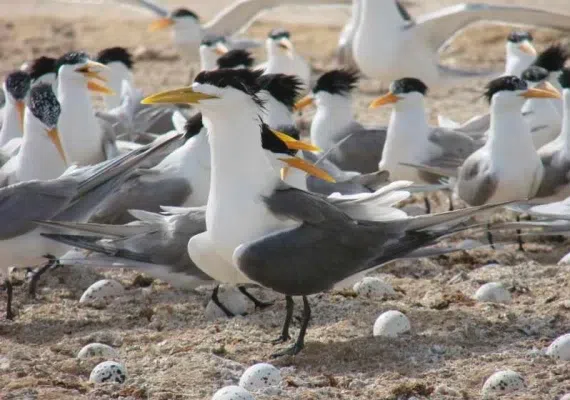پارک ملی دریایی دیر-نخیلو، بهشت پرندگان و زیباترین پارک پرندگان در خاورمیانه