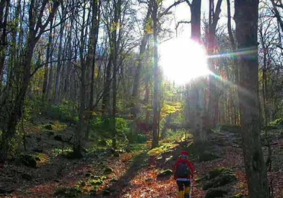 جنگل شصت کلا کجاست