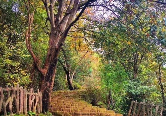 بام سبز لاهیجان