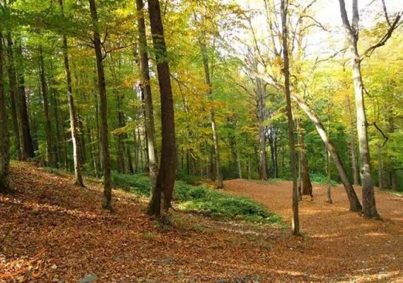 پارک ملی گلستان، بزرگترین پارک ایران، زیستگاه آهو، یوزپلنگ و خرس