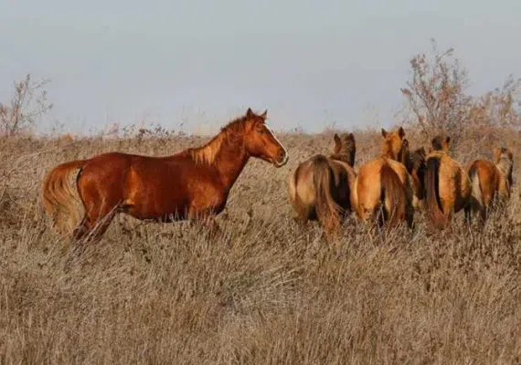 جزیره آشوارده، بزرگترین جزیره ایران