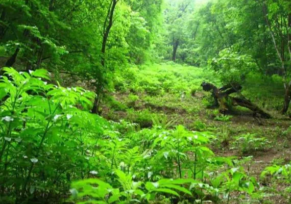 جنگل شصت کلا کجاست