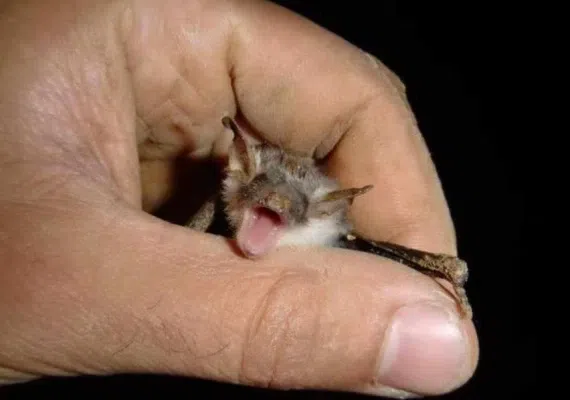 غار آبی دانیال مازندران