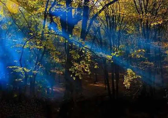 پارک جنگلی النگدره، جنگل چهار فصل گرگان