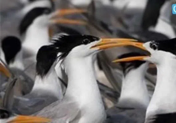 پارک ملی دریایی دیر-نخیلو، بهشت پرندگان و زیباترین پارک پرندگان در خاورمیانه