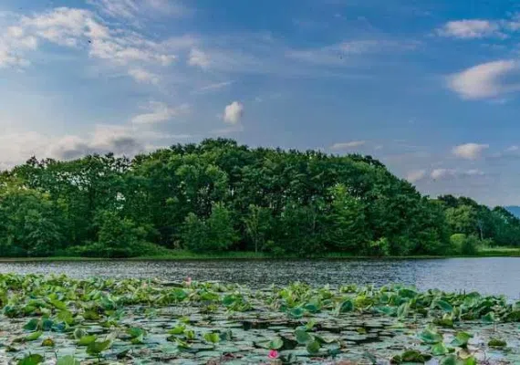 تالاب سوستان لاهیجان